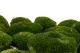 Preserved Pole Moss Nature Green (Box) 1