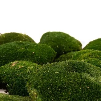 Preserved Pole Moss Nature Green (Box)