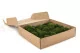 Preserved Mini Pole Moss Nature Green (Box) 2
