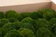 Preserved Mini Pole Moss Nature Green (Box) 3