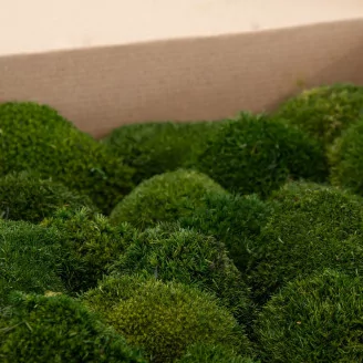 Preserved Mini Pole Moss Nature Green (Box)