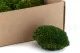 Preserved Mini Pole Moss Nature Green (Box) 5