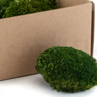 Preserved Mini Pole Moss Nature Green (Box)