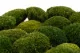 Preserved Mini Pole Moss Nature Green (Box) 6