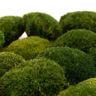 Preserved Mini Pole Moss Nature Green (Box)