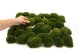Preserved Mini Pole Moss Nature Green (Box) 7