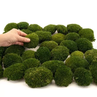 Preserved Mini Pole Moss Nature Green (Box)