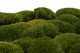 Preserved Mini Pole Moss Nature Green (Box) 9