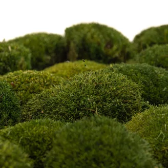 Preserved Mini Pole Moss Nature Green (Box)