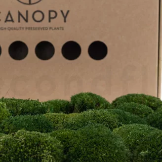 Preserved Mini Pole Moss Nature Green (Box)