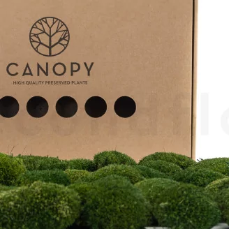 Preserved Mini Pole Moss Nature Green (Box)