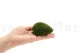 Preserved Mini Pole Moss Nature Green (Box) 10