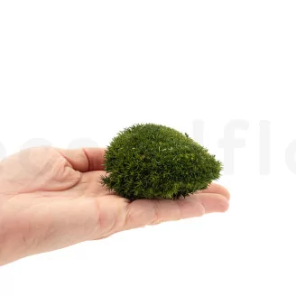 Preserved Mini Pole Moss Nature Green (Box)