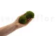 Preserved Mini Pole Moss Nature Green (Box) 4