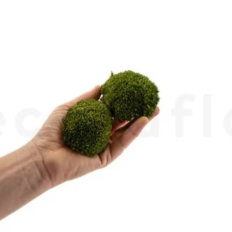 Preserved Mini Pole Moss Nature Green (Box)
