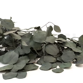 Preserved Eucalyptus Silver Dollar
