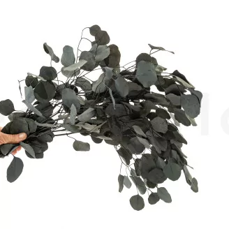 Preserved Eucalyptus Silver Dollar