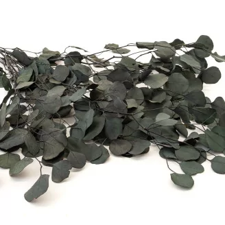 Preserved Eucalyptus Silver Dollar
