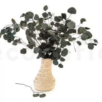 Preserved Eucalyptus Silver Dollar