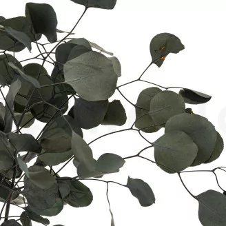Preserved Eucalyptus Silver Dollar