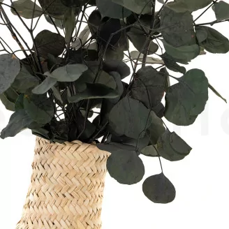Preserved Eucalyptus Silver Dollar