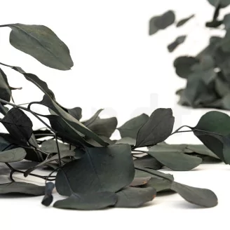 Preserved Eucalyptus Silver Dollar
