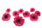 One Box of 9 Strawberry Pink Preserved Gerbera Heads