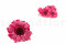 One Box of 9 Strawberry Pink Preserved Gerbera Heads