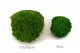 Preserved Mini Pole Moss Light Green (Box) 12