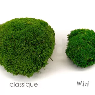 Preserved Mini Pole Moss Light Green (Box)