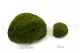 Preserved Mini Pole Moss Nature Green (Box) 13