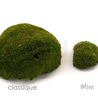 Preserved Mini Pole Moss Nature Green (Box)