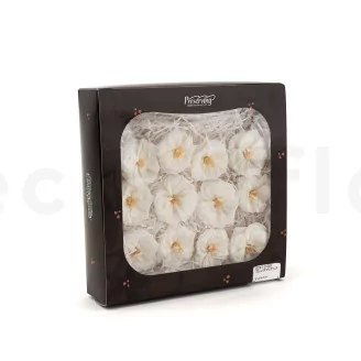Preserved Wild Rose White (set of 12)