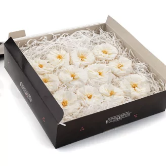 Preserved Wild Rose White (set of 12)