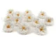 Preserved Wild Rose White (set of 12) 2