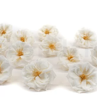 Preserved Wild Rose White (set of 12)