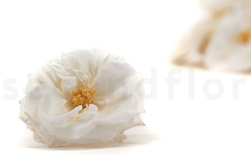 Preserved Wild Rose White (set of 12)