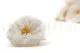Preserved Wild Rose White (set of 12) 1