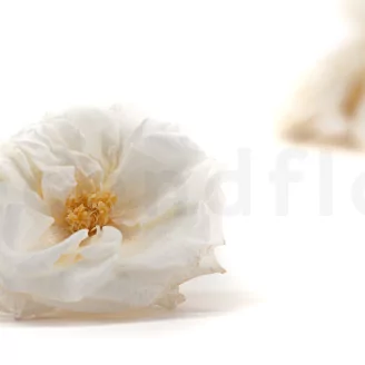 Preserved Wild Rose White (set of 12)