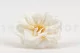 Preserved Wild Rose White (set of 12) 7
