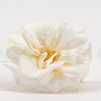 Preserved Wild Rose White (set of 12)