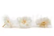 Preserved Wild Rose White (set of 12) 5