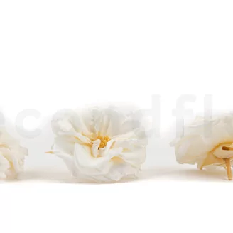 Preserved Wild Rose White (set of 12)