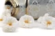 Preserved Wild Rose White (set of 12) 9