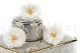 Preserved Wild Rose White (set of 12) 6