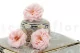 Preserved Wild Rose Pink (set of 12) 5