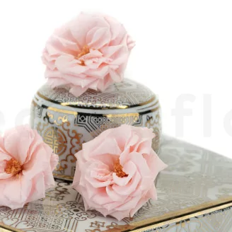 Preserved Wild Rose Pink (set of 12)