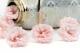Preserved Wild Rose Pink (set of 12) 7