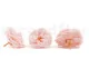 Preserved Wild Rose Pink (set of 12) 6