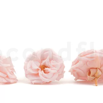 Preserved Wild Rose Pink (set of 12)